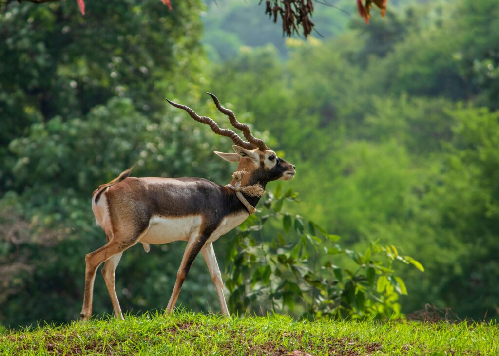 endangered animal species in India